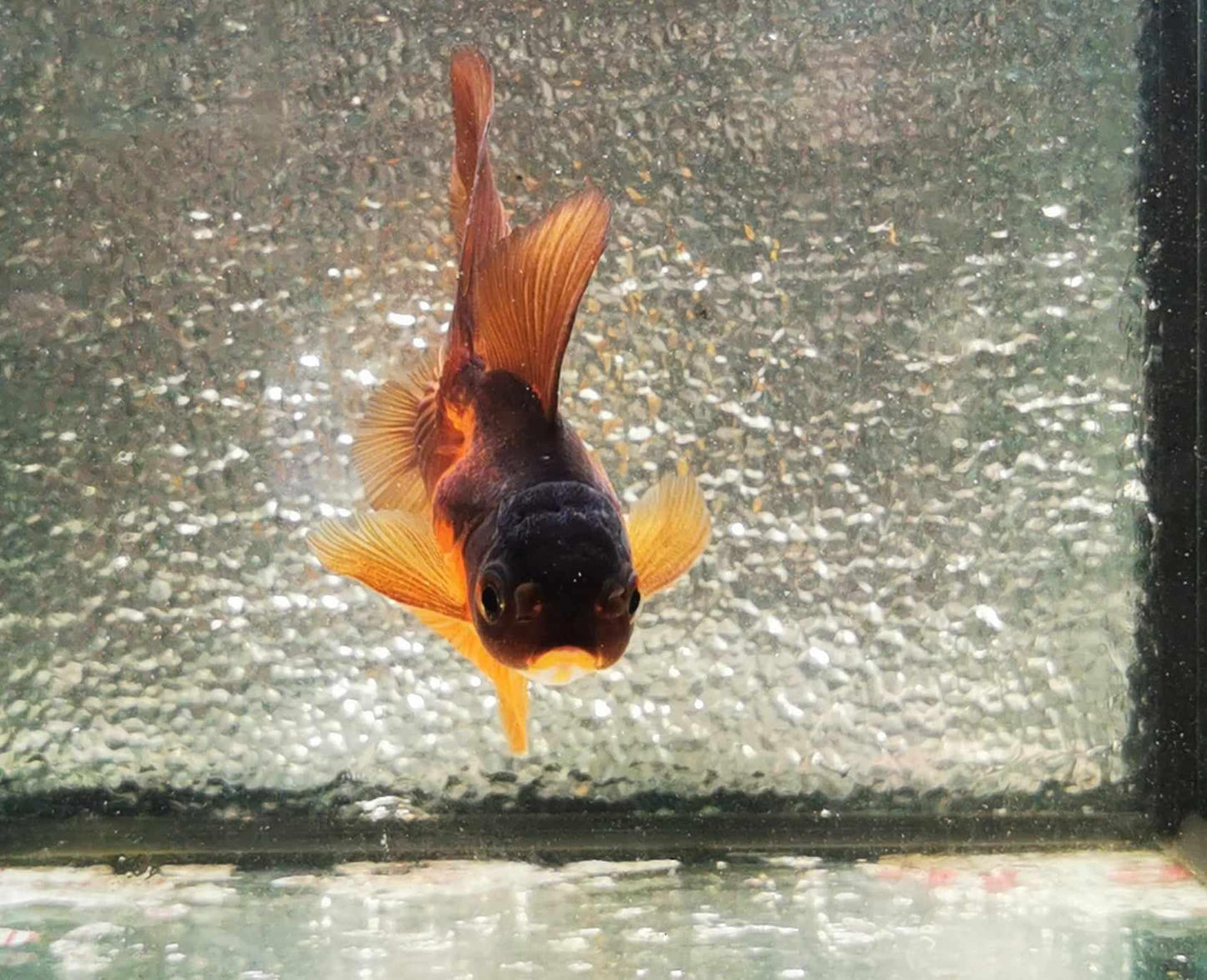 Apache Orchidtail Oranda Goldfish WYSIWYG #5 - Paradise Tropicals LLC