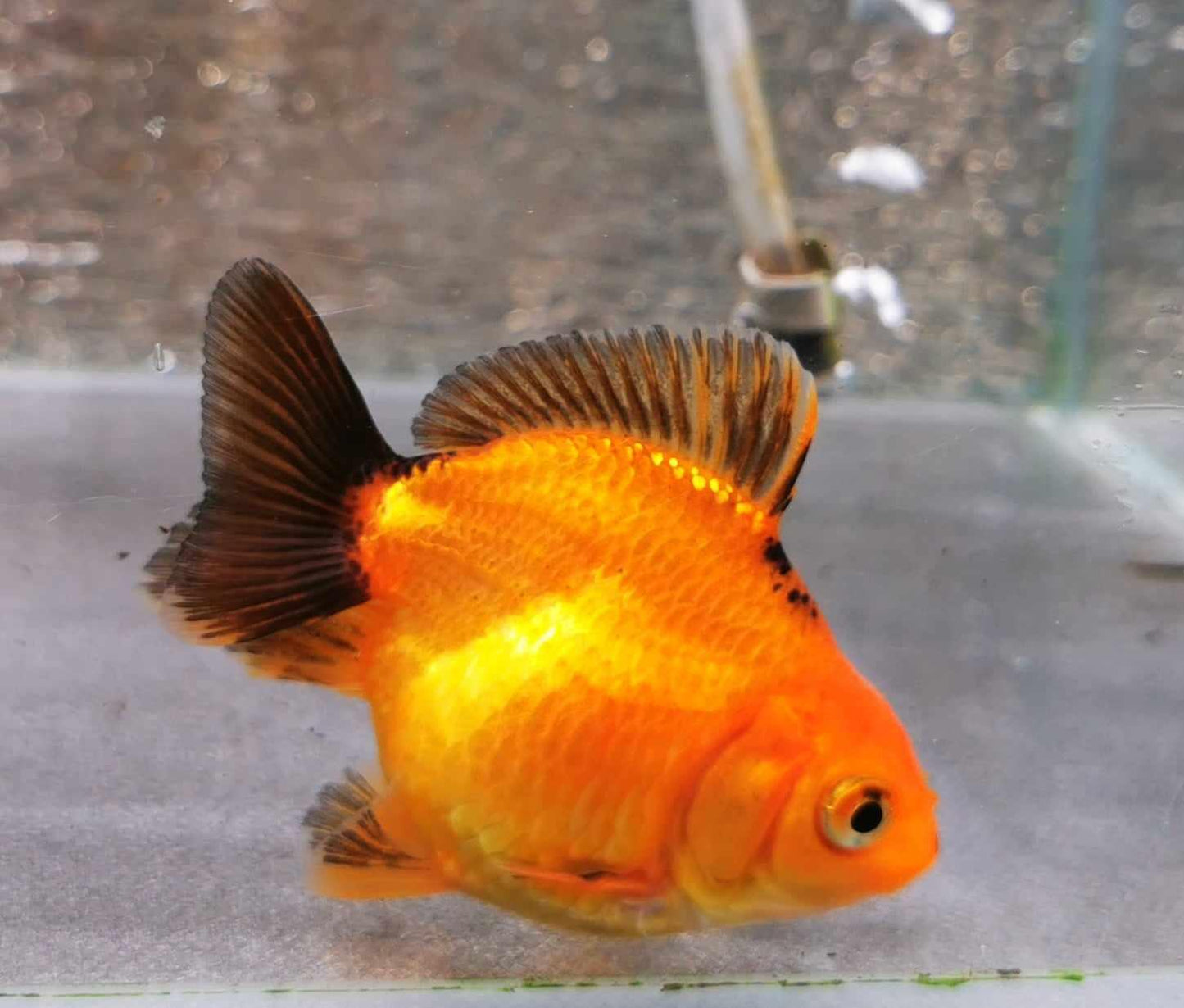 Apache Yuanbao Oranda Goldfish WYSIWYG #1 - Paradise Tropicals LLC