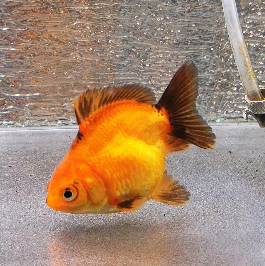 Apache Yuanbao Oranda Goldfish WYSIWYG #1 - Paradise Tropicals LLC