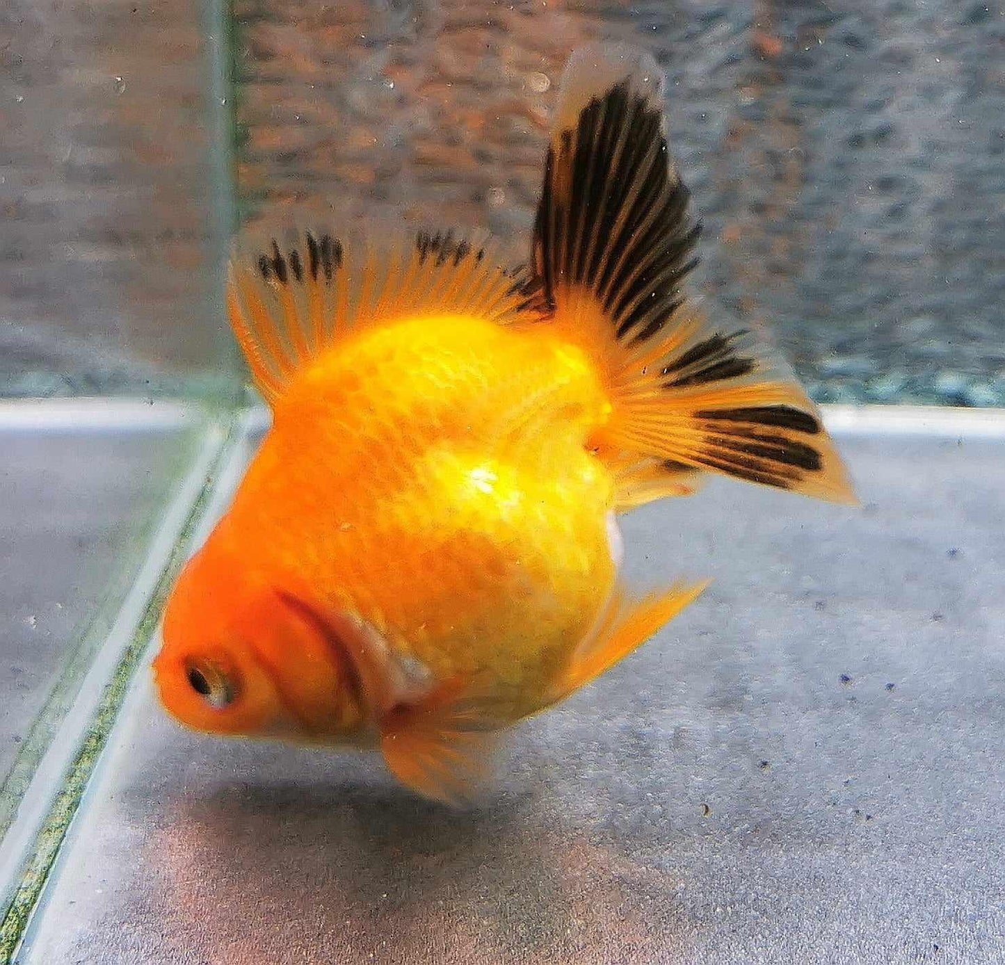 Apache Yuanbao Oranda Goldfish WYSIWYG #2 - Paradise Tropicals LLC