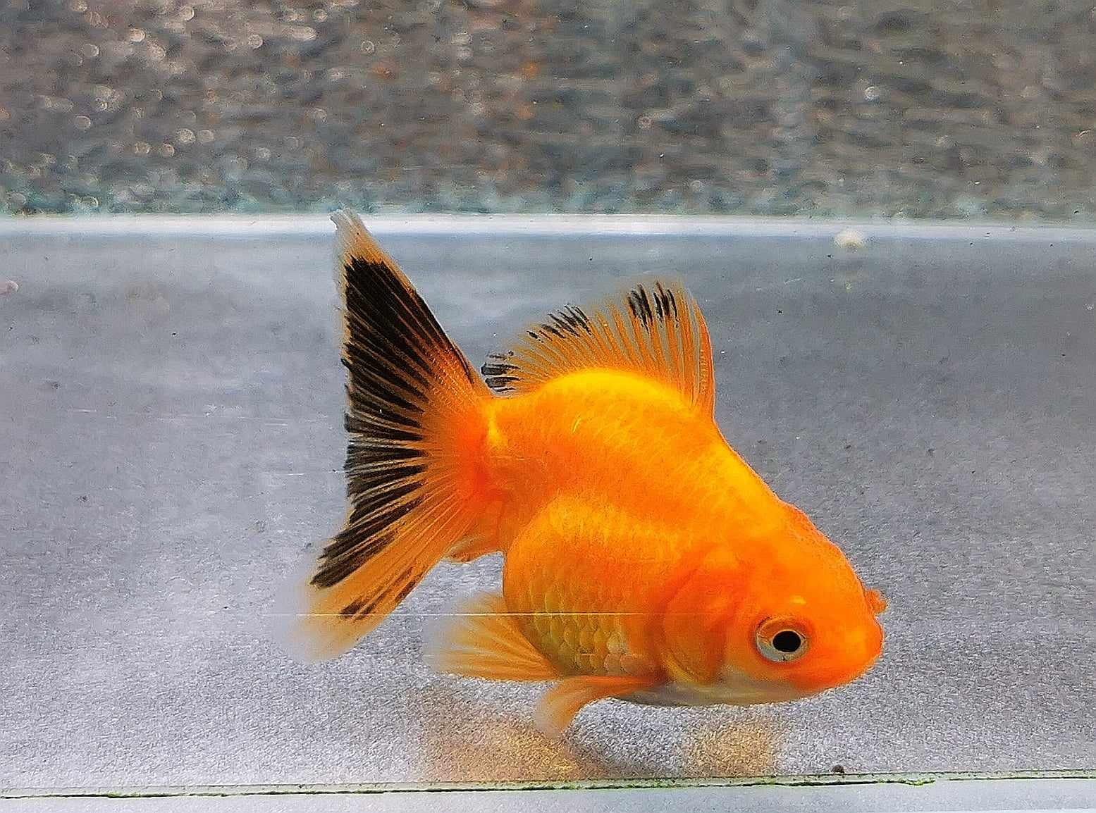 Apache Yuanbao Oranda Goldfish WYSIWYG #2 - Paradise Tropicals LLC