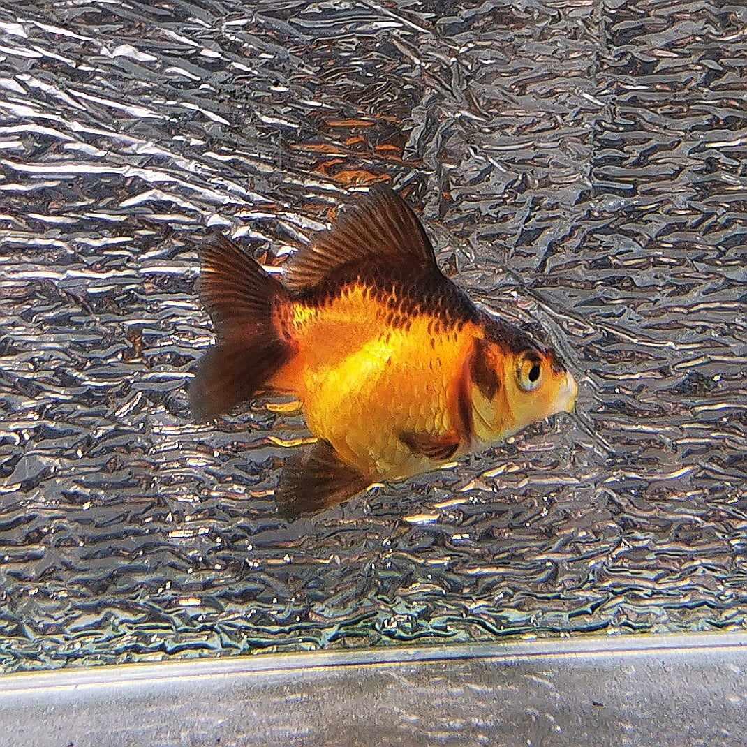 Apache Yuanbao Oranda Goldfish WYSIWYG #3 - Paradise Tropicals LLC