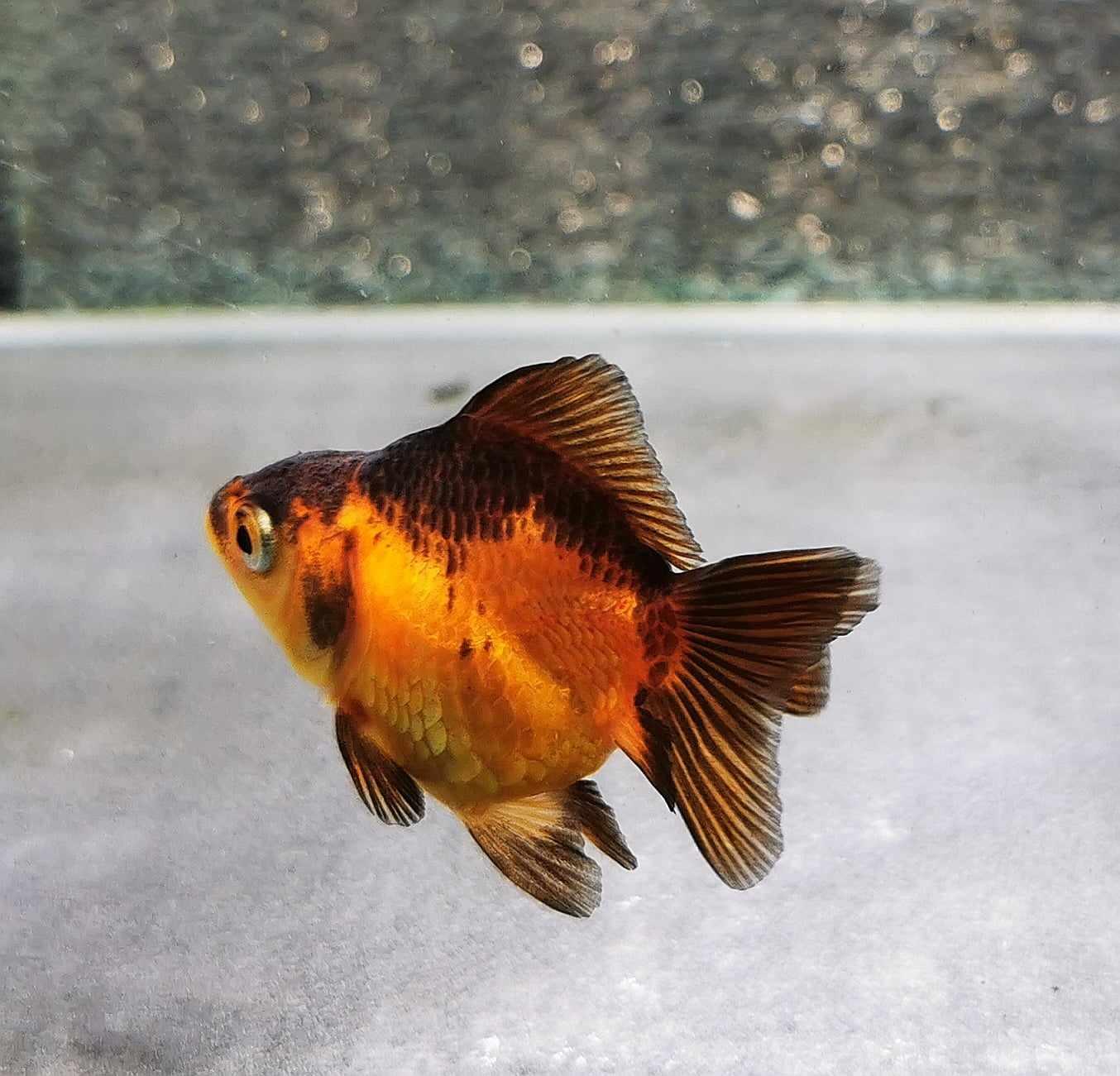 Apache Yuanbao Oranda Goldfish WYSIWYG #3 - Paradise Tropicals LLC