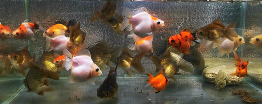 Assorted Godzilla Yuanbao Orchid Tail Oranda - Paradise Tropicals LLC