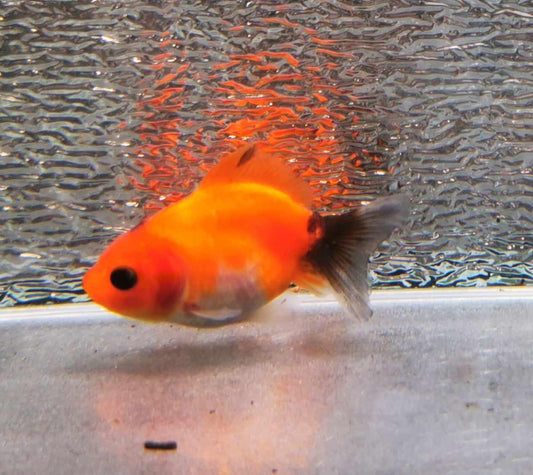 Blacktail Sakura Sunset Yuanbao Oranda Goldfish WYSIWYG #5 - Paradise Tropicals LLC