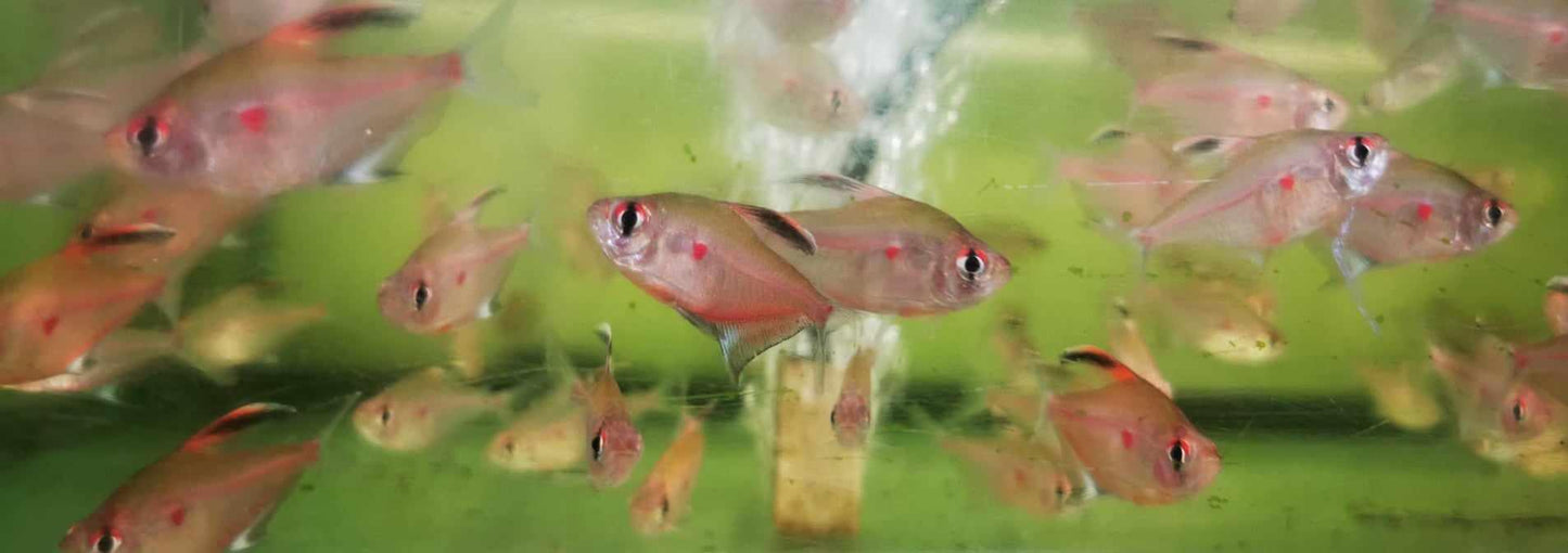 Bleeding Heart Tetra - Paradise Tropicals LLC