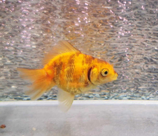 Booboo Gold Tiger Yuanbao Oranda Goldfish WYSIWYG #2 - Paradise Tropicals LLC