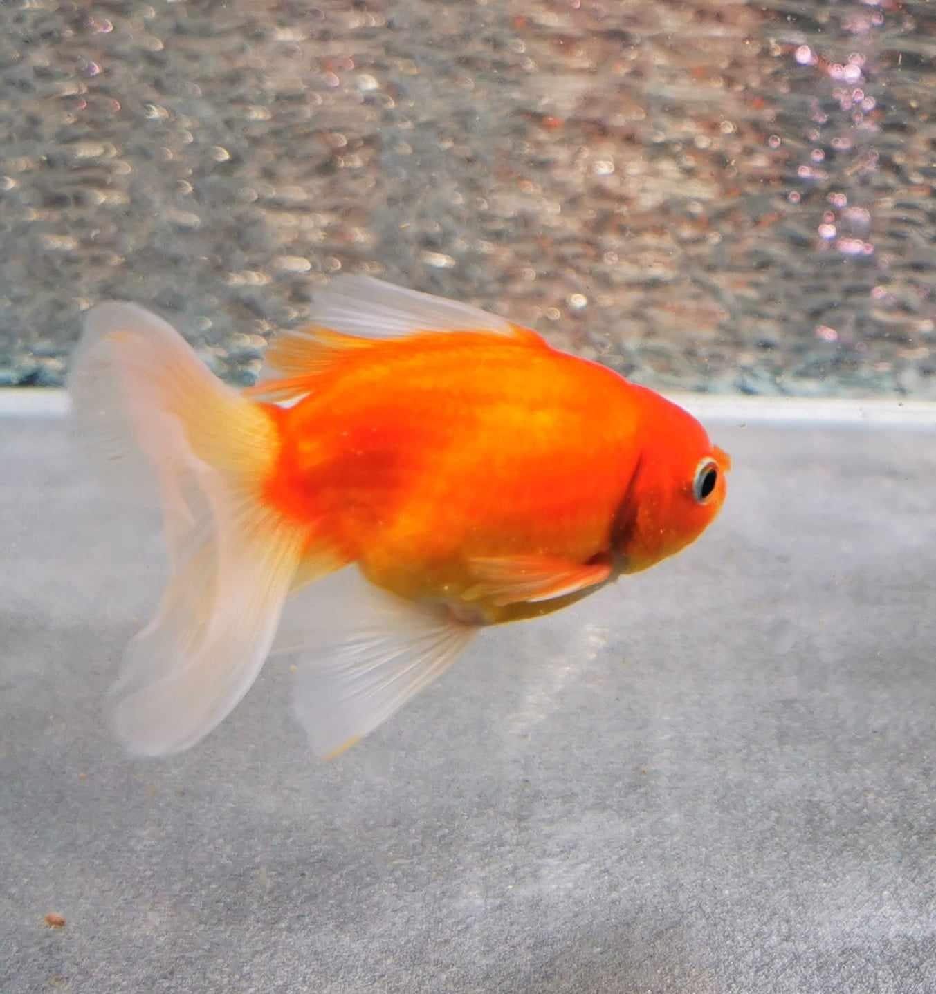 Booboo Sakura Sunset Orchidtail Oranda Goldfish WYSIWYG #7 - Paradise Tropicals LLC