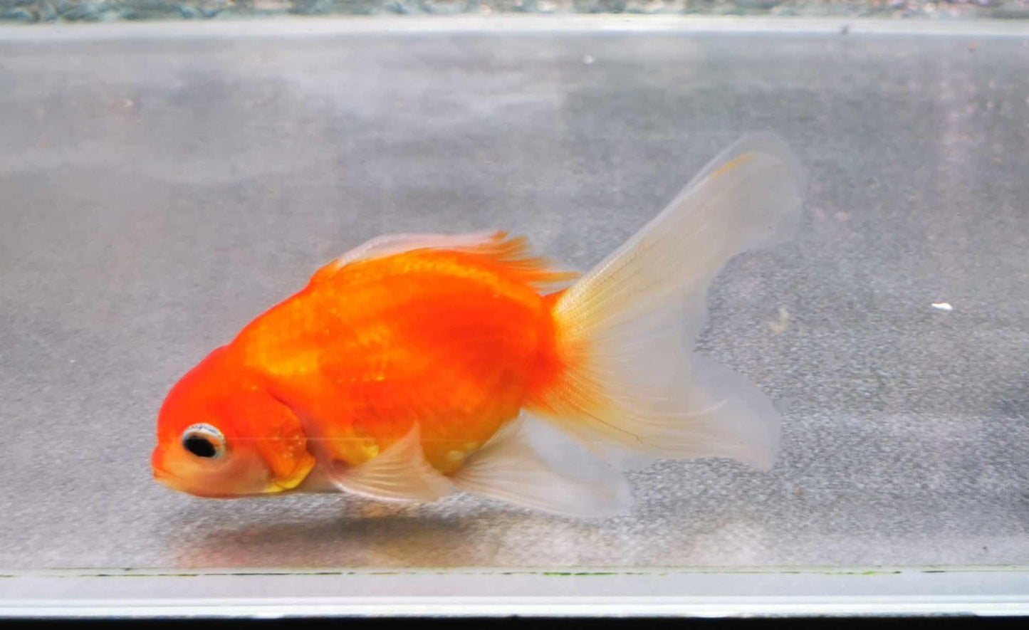 Booboo Sakura Sunset Orchidtail Oranda Goldfish WYSIWYG #7 - Paradise Tropicals LLC