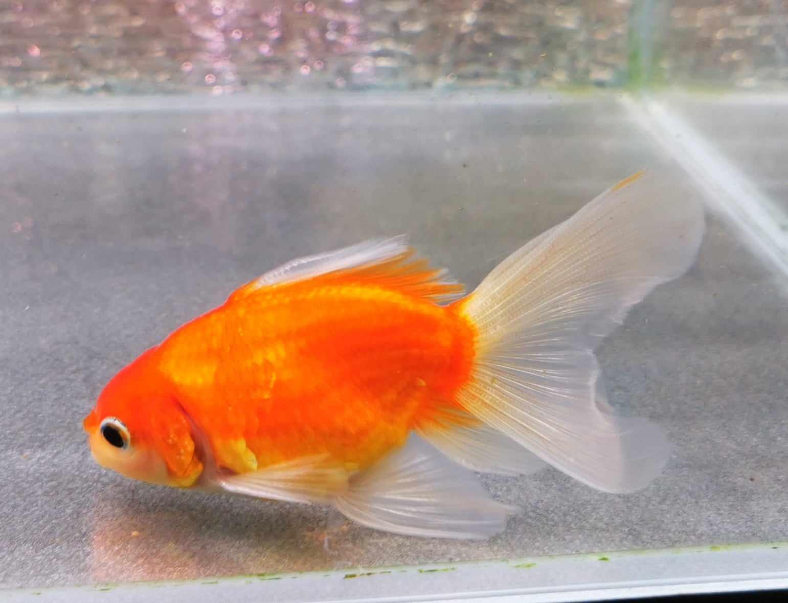 Booboo Sakura Sunset Orchidtail Oranda Goldfish WYSIWYG #7 - Paradise Tropicals LLC