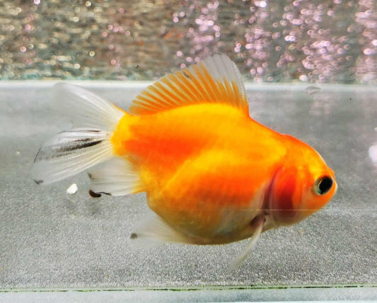 Booboo Sakura Sunset Yuanbao Oranda Goldfish WYSIWYG #1 - Paradise Tropicals LLC