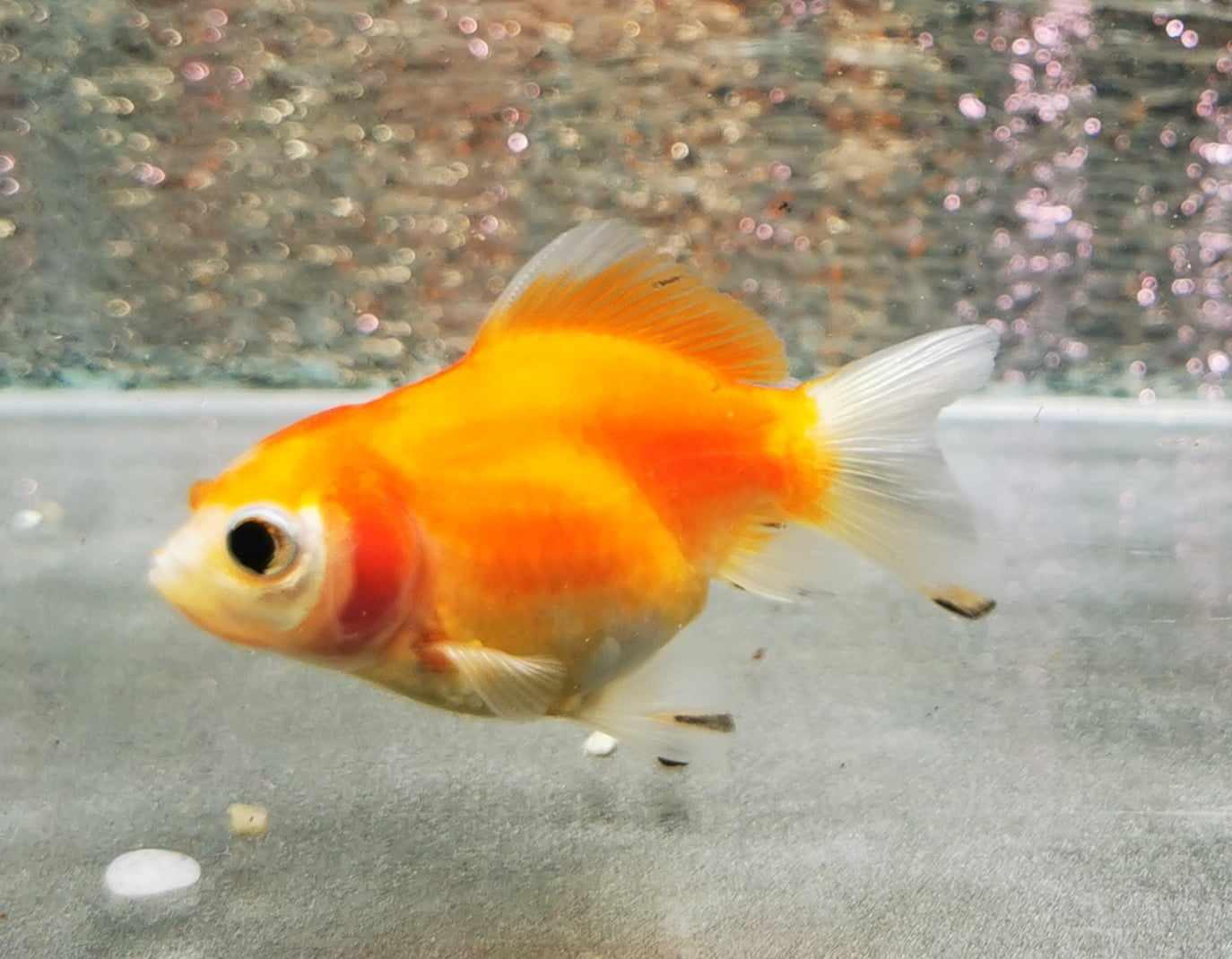 Booboo Sakura Sunset Yuanbao Oranda Goldfish WYSIWYG #1 - Paradise Tropicals LLC