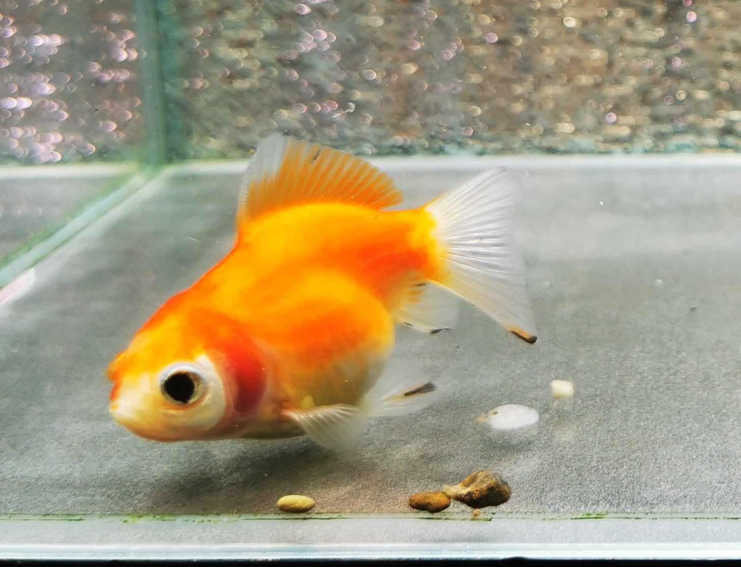 Booboo Sakura Sunset Yuanbao Oranda Goldfish WYSIWYG #1 - Paradise Tropicals LLC