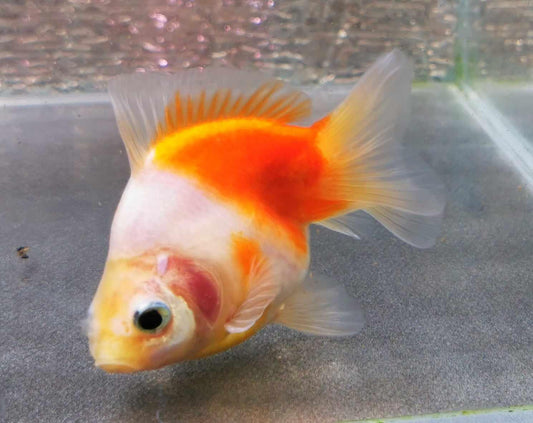 Booboo Sakura Sunset Yuanbao Oranda Goldfish WYSIWYG #7 - Paradise Tropicals LLC