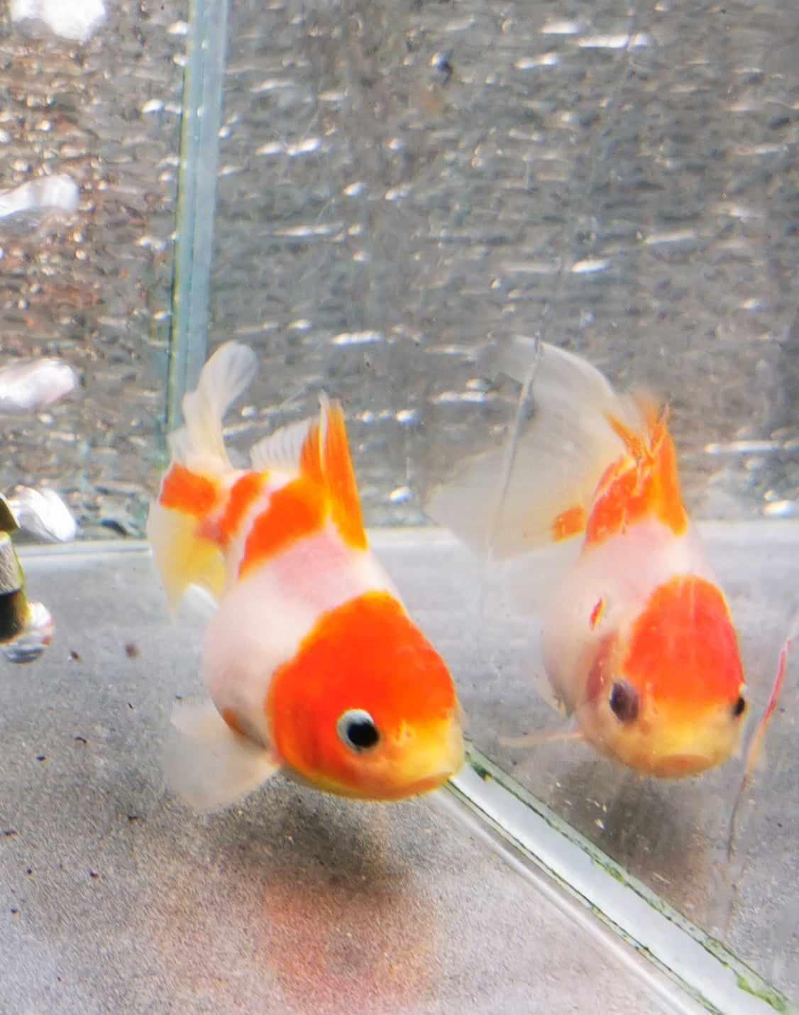 Booboo Sakura Sunset Yuanbao Oranda Goldfish WYSIWYG #8 - Paradise Tropicals LLC