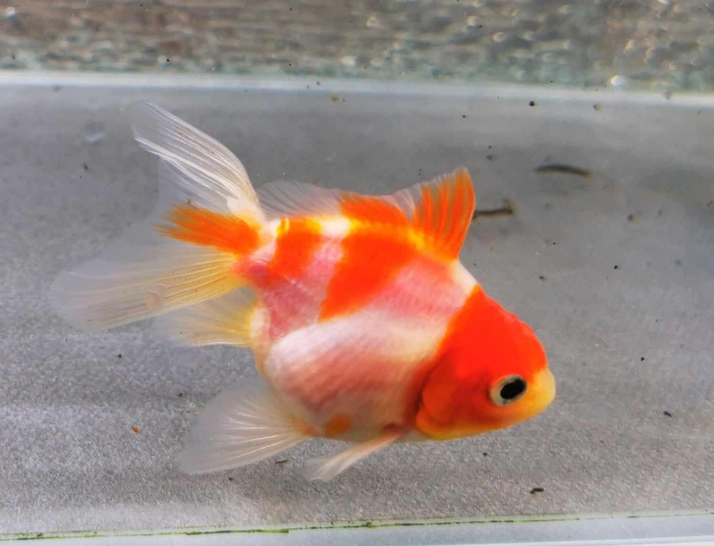 Booboo Sakura Sunset Yuanbao Oranda Goldfish WYSIWYG #8 - Paradise Tropicals LLC