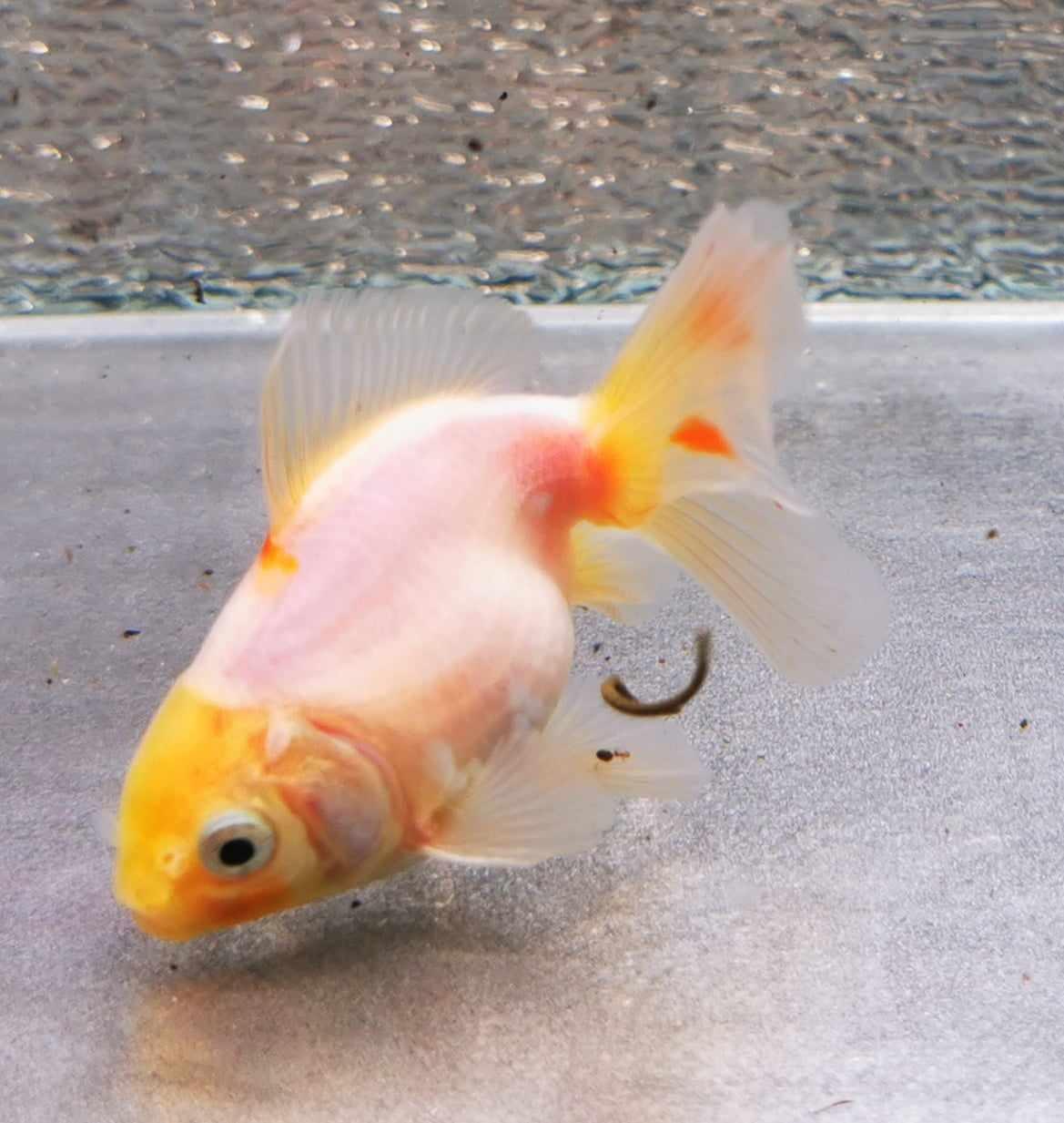 Booboo Sakura Sunset Yuanbao Oranda Goldfish WYSIWYG #9 - Paradise Tropicals LLC