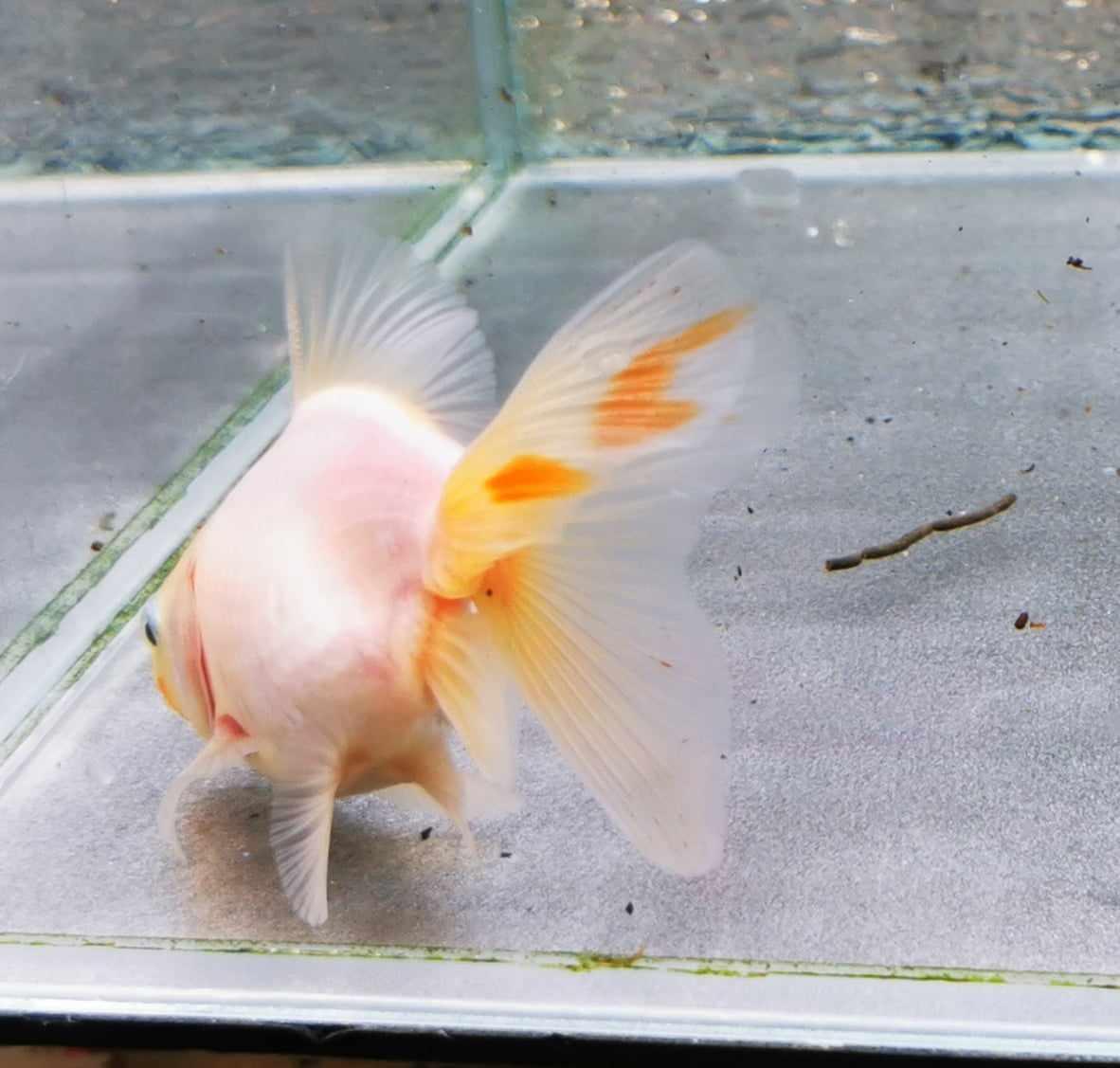 Booboo Sakura Sunset Yuanbao Oranda Goldfish WYSIWYG #9 - Paradise Tropicals LLC