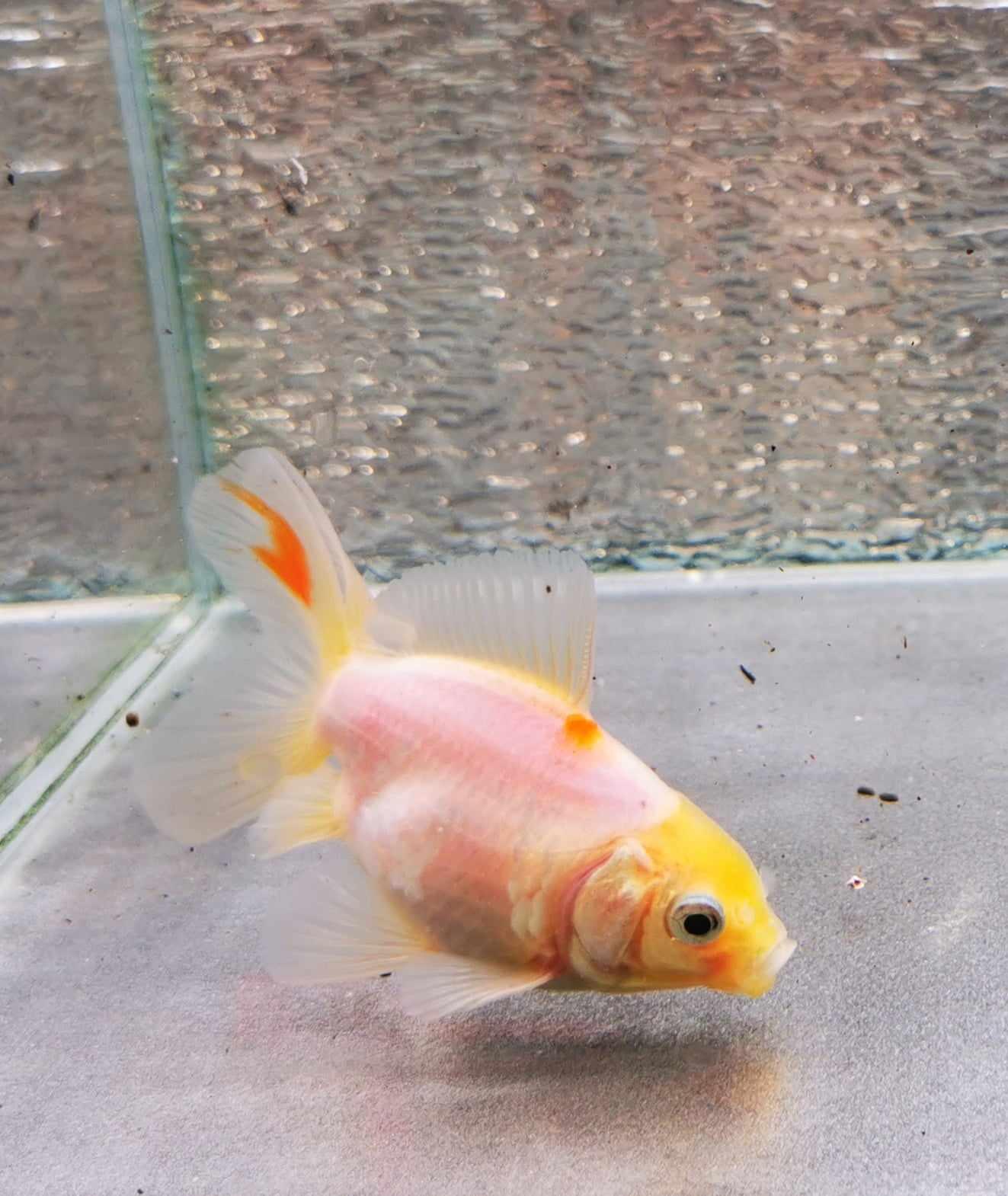 Booboo Sakura Sunset Yuanbao Oranda Goldfish WYSIWYG #9 - Paradise Tropicals LLC