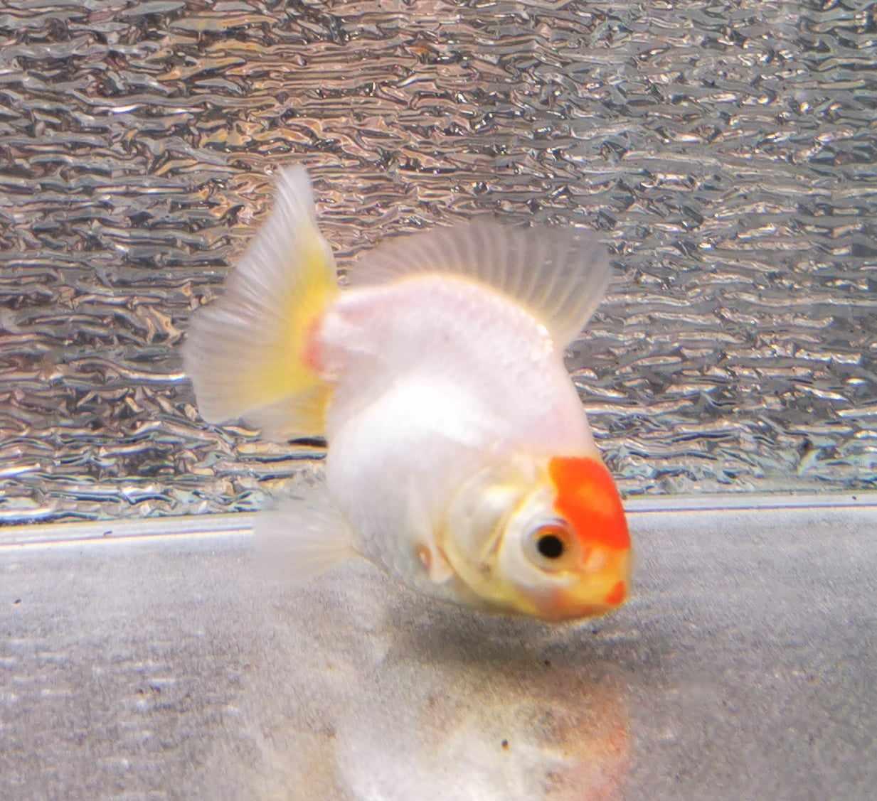 BooBoo Tancho Yuanbao Oranda Goldfish WYSIWYG #3 - Paradise Tropicals LLC