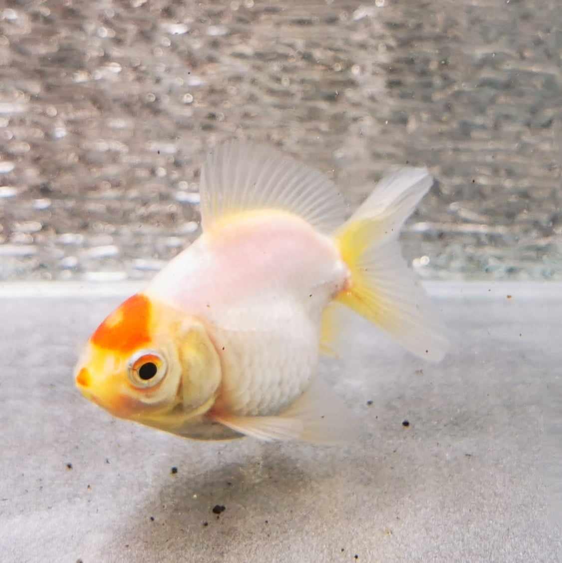 BooBoo Tancho Yuanbao Oranda Goldfish WYSIWYG #3 - Paradise Tropicals LLC