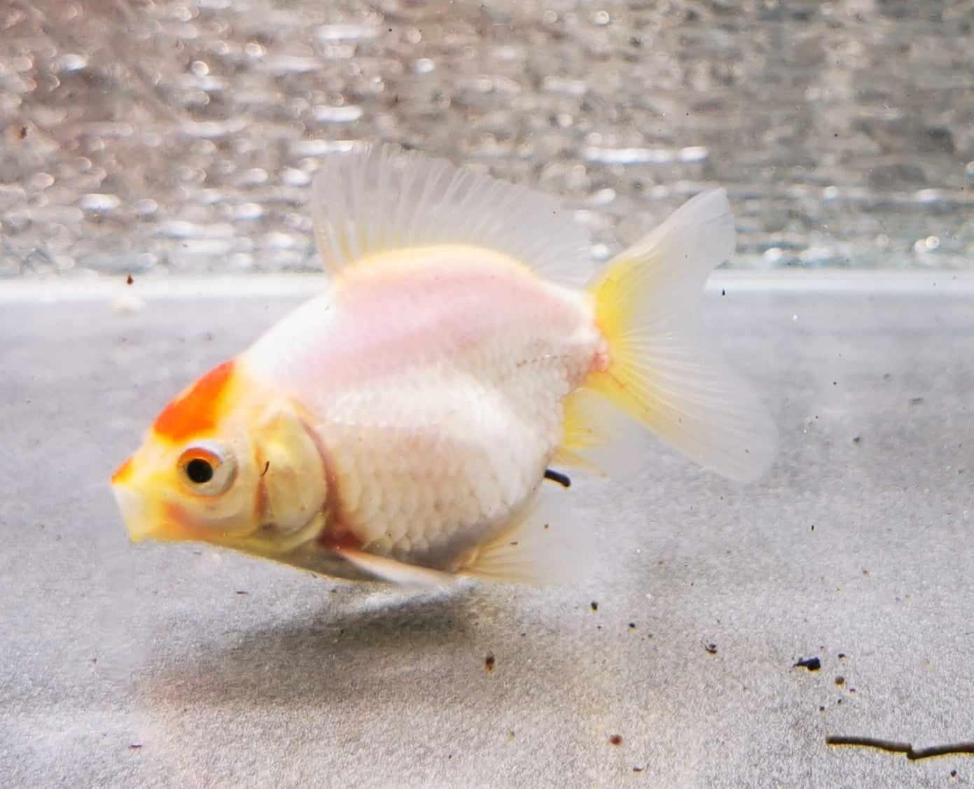 BooBoo Tancho Yuanbao Oranda Goldfish WYSIWYG #3 - Paradise Tropicals LLC