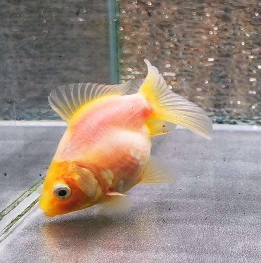 Booboo White Rabbit Yuanbao Oranda Goldfish WYSIWYG #10 - Paradise Tropicals LLC