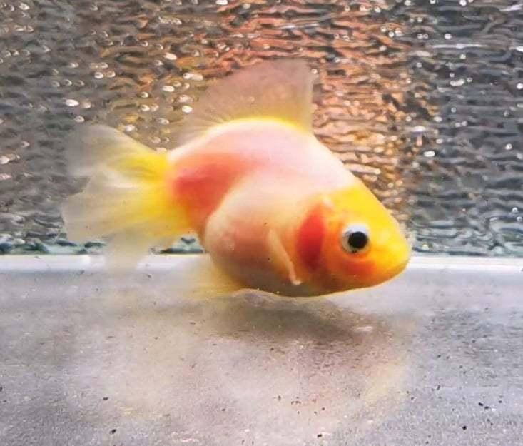 Booboo White Rabbit Yuanbao Oranda Goldfish WYSIWYG #10 - Paradise Tropicals LLC