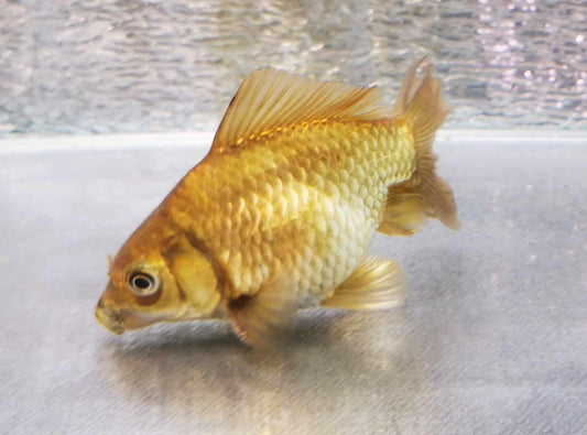 Bronze Big Scale Orchidtail Oranda Goldfish WYSIWYG #7 - Paradise Tropicals LLC