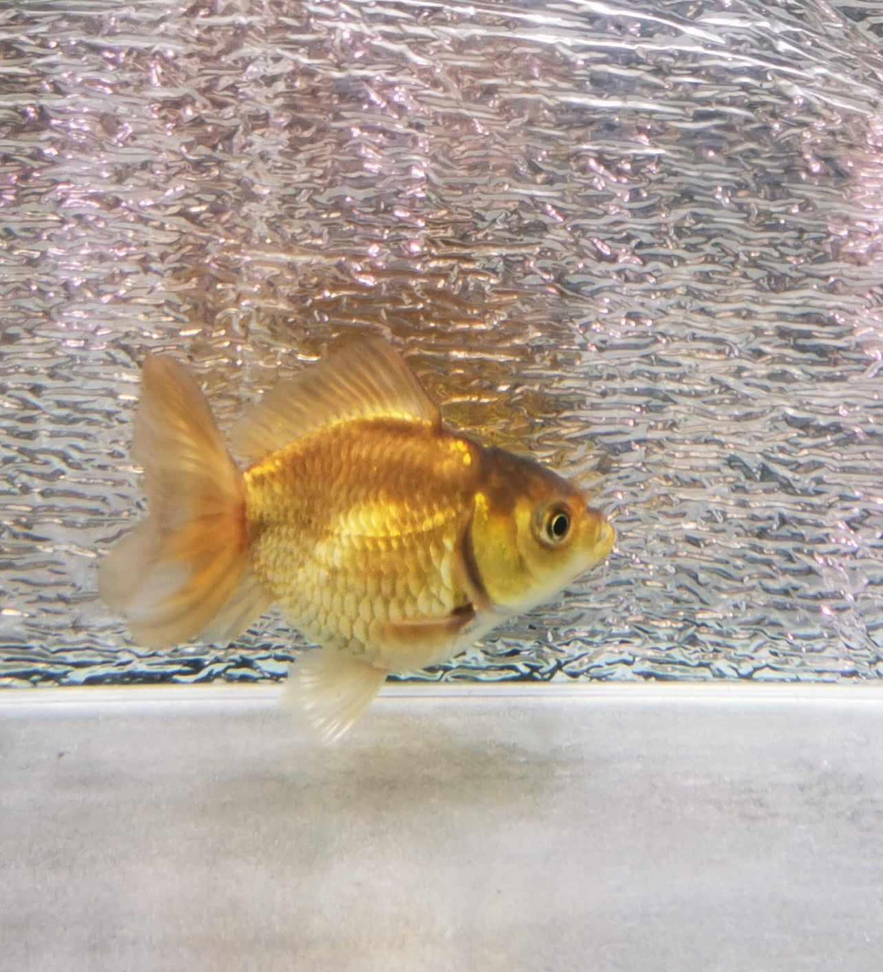 Bronze Orchidtail Oranda Goldfish WYSIWYG #8 - Paradise Tropicals LLC