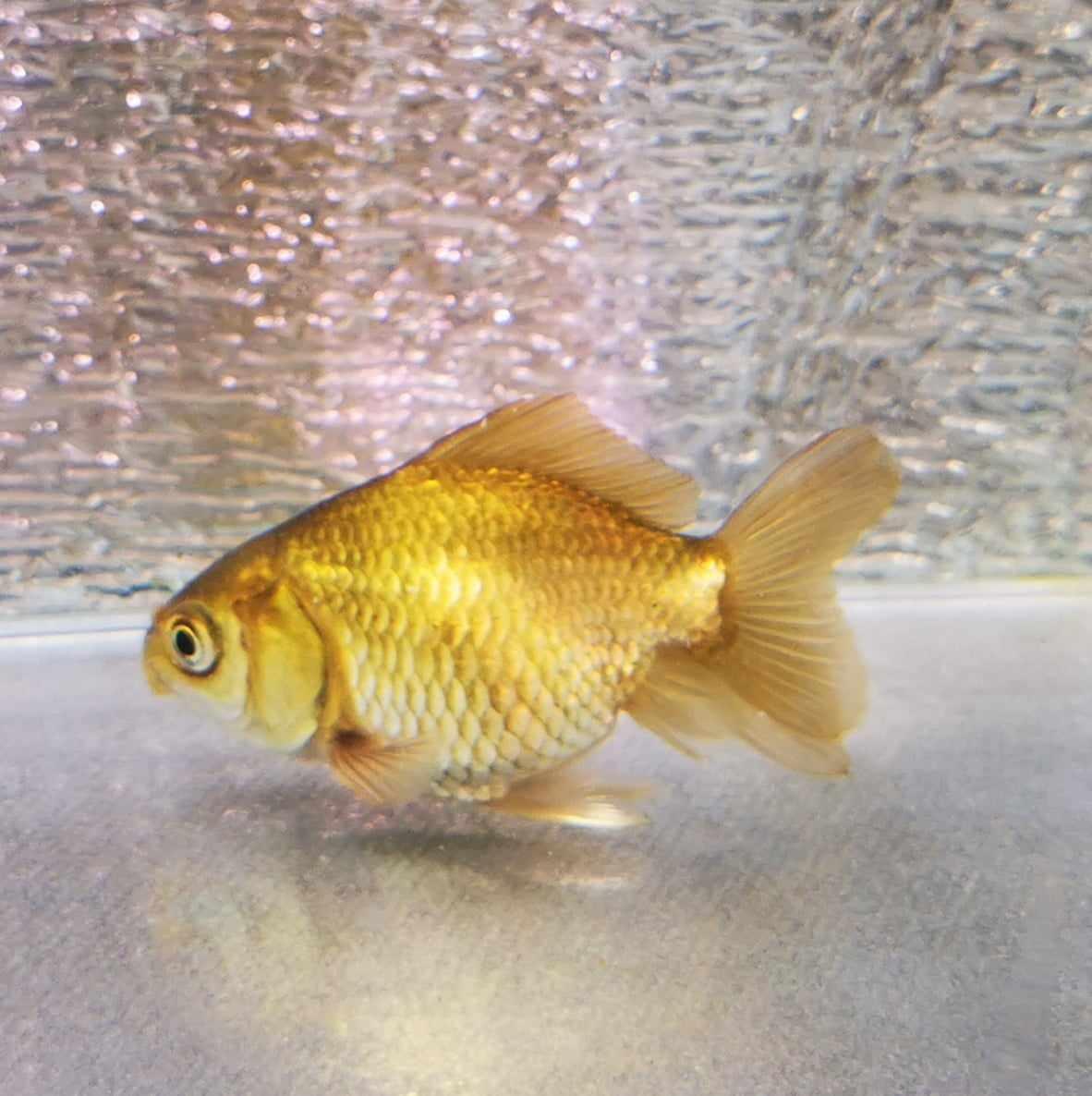 Bronze Orchidtail Oranda Goldfish WYSIWYG #9 - Paradise Tropicals LLC