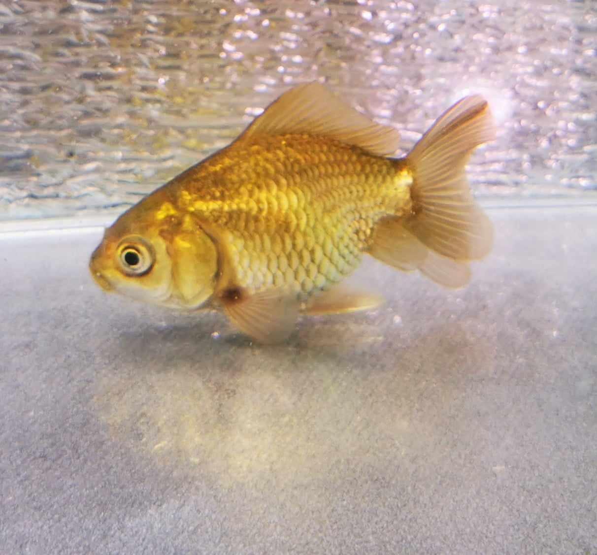 Bronze Orchidtail Oranda Goldfish WYSIWYG #9 - Paradise Tropicals LLC