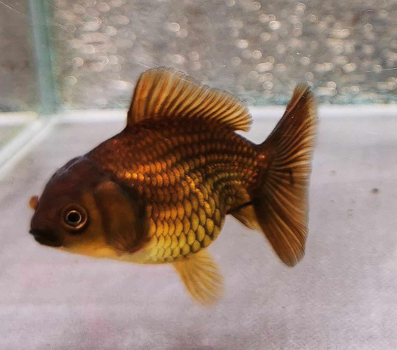 Bronze Tiger Orchidtail Oranda Goldfish WYSIWYG #9 - Paradise Tropicals LLC