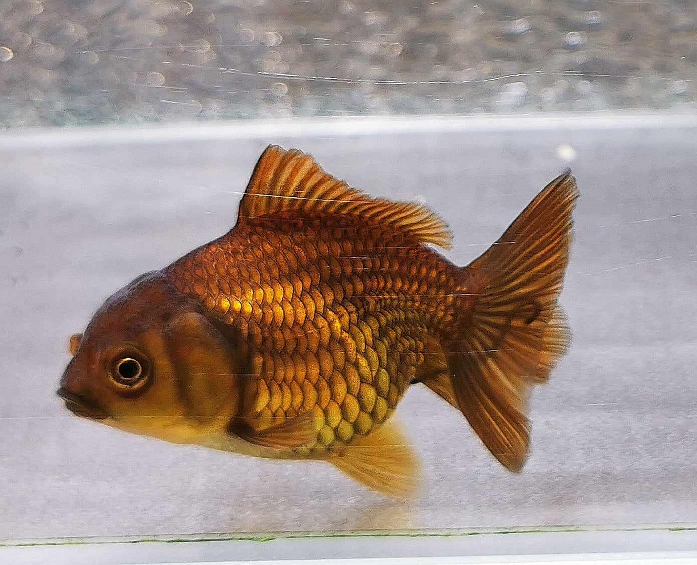 Bronze Tiger Orchidtail Oranda Goldfish WYSIWYG #9 - Paradise Tropicals LLC