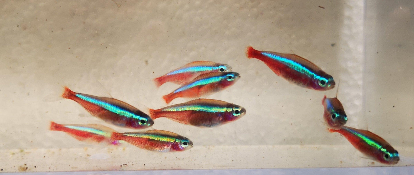 Paradise Tropicals LLC Live Animals 10 Cardinal Tetra