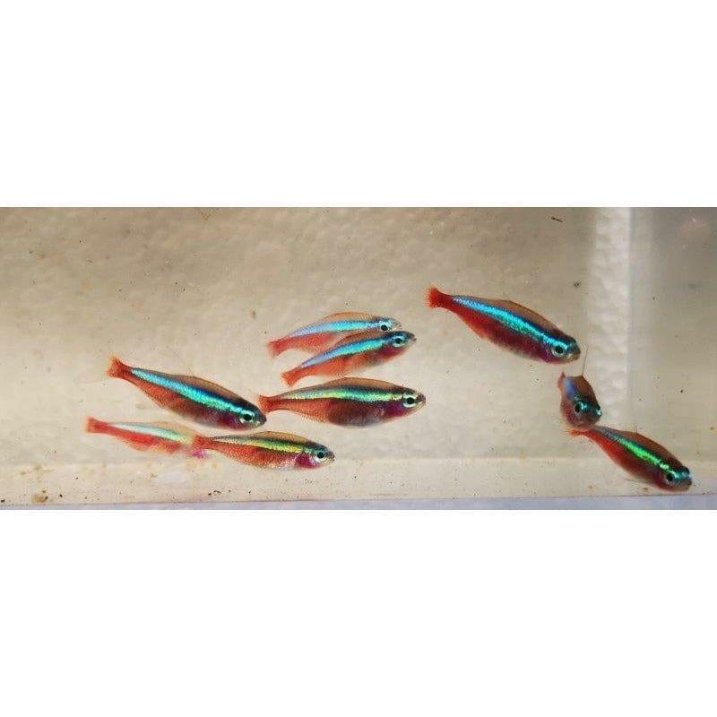 Paradise Tropicals LLC Live Animals 10 Cardinal Tetra