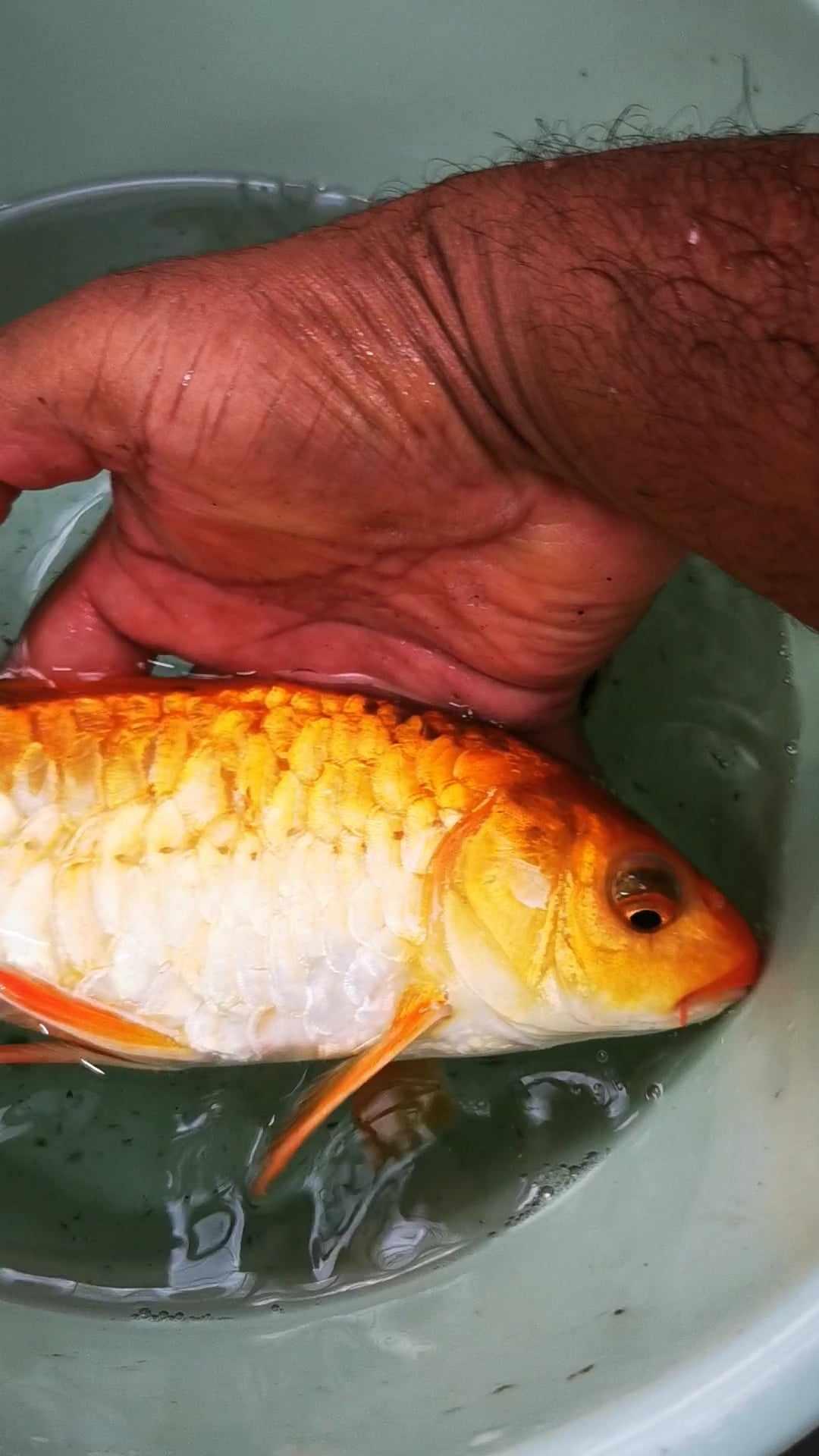 Doitsu Aragoke Chagoi M/L Koi Orange - Paradise Tropicals LLC