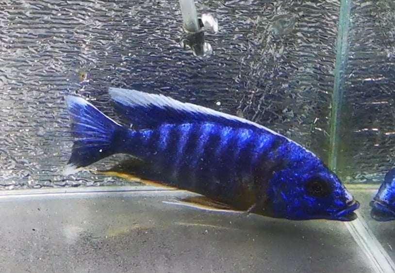 Electric Blue "Big Bar" Peacock #2 WYSIWYG Exclusive! - Paradise Tropicals LLC