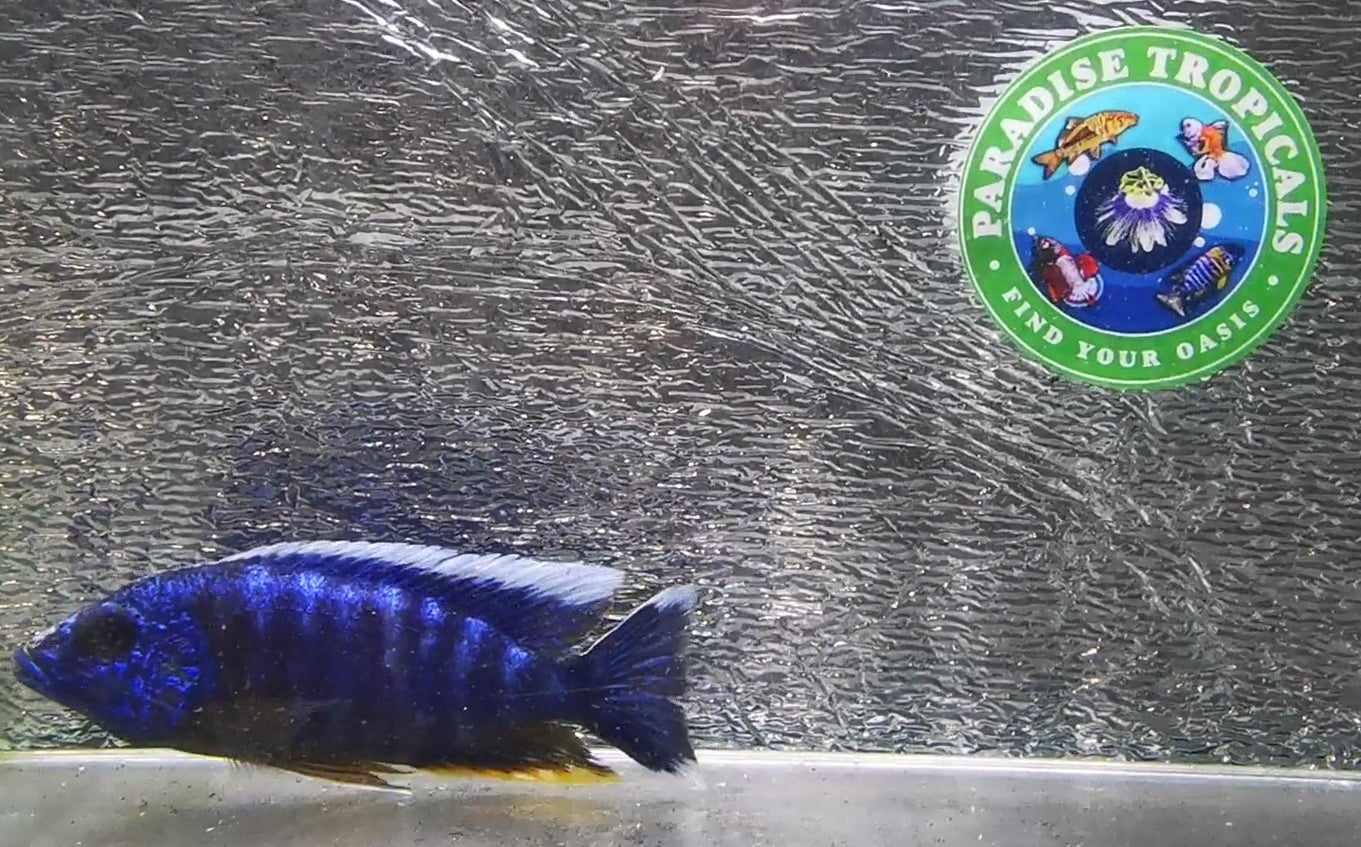 Electric Blue "Big Bar" Peacock #2 WYSIWYG Exclusive! - Paradise Tropicals LLC