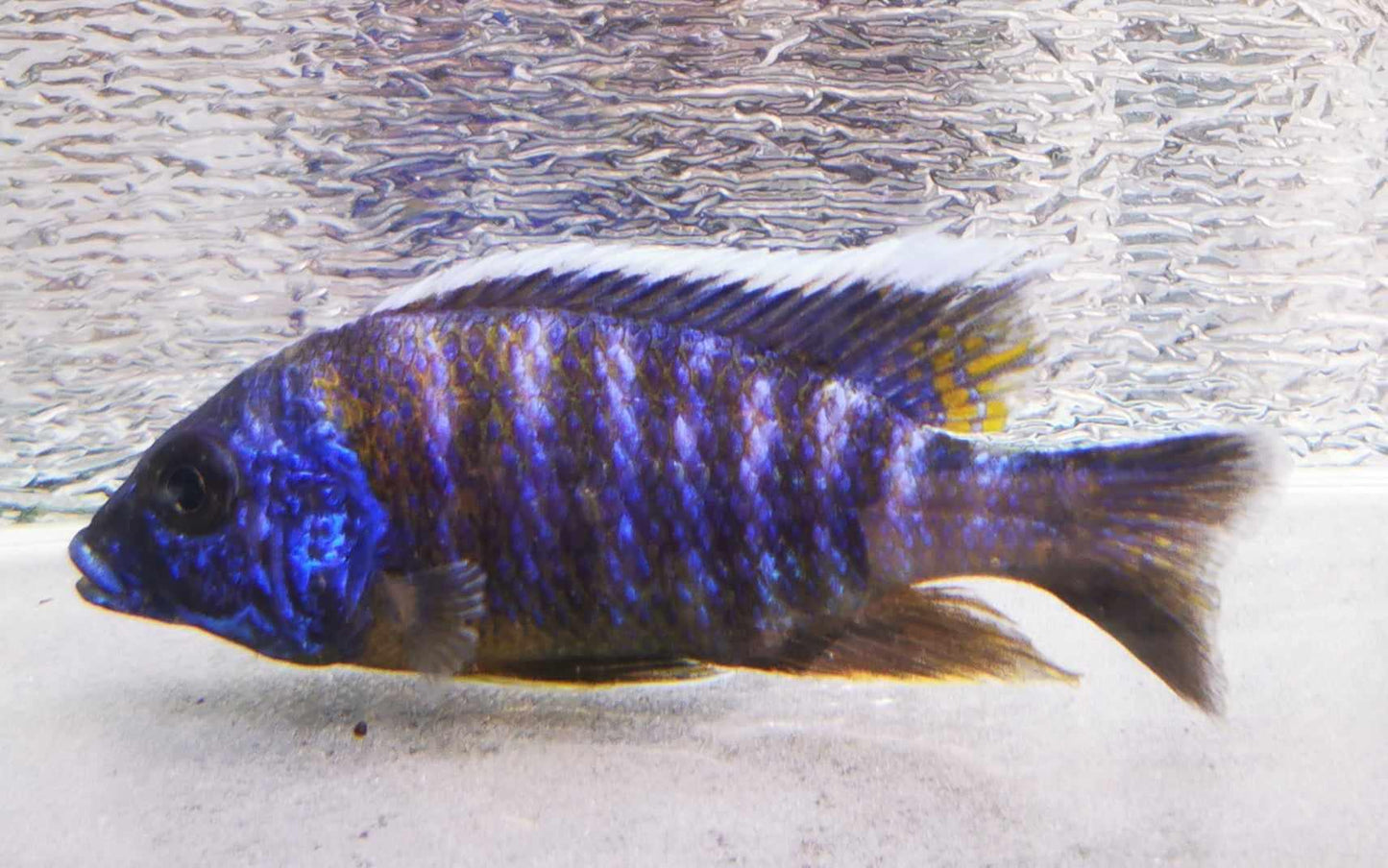 Electric Blue "Big Bar" Peacock #3 WYSIWYG Exclusive! - Paradise Tropicals LLC