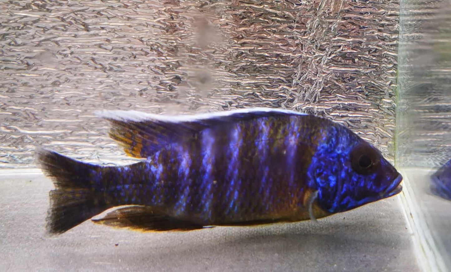 Electric Blue "Big Bar" Peacock #3 WYSIWYG Exclusive! - Paradise Tropicals LLC