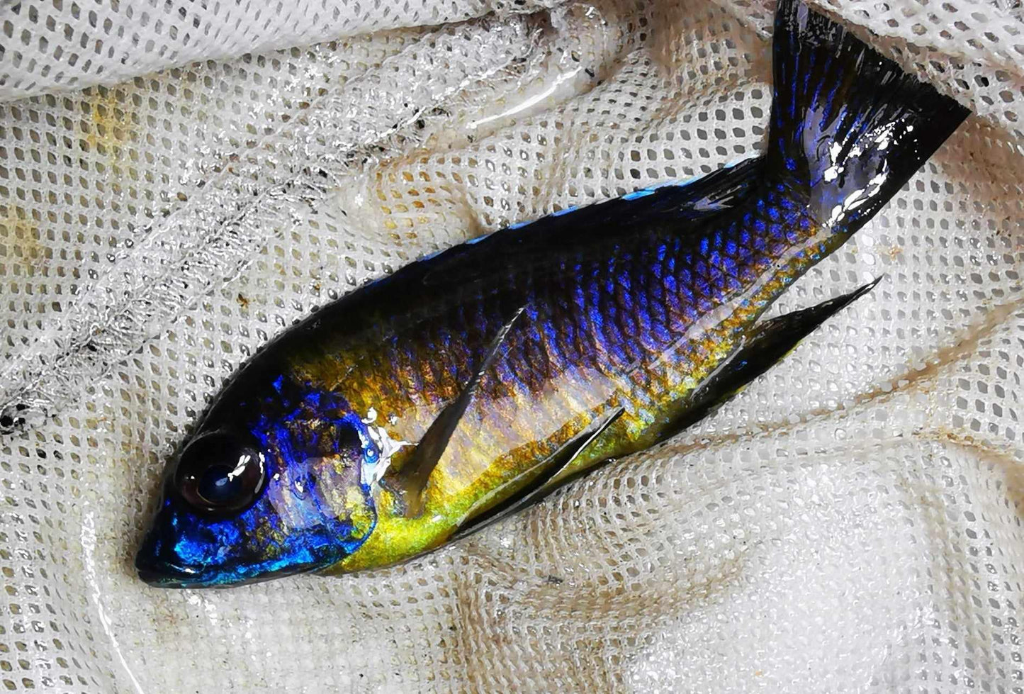 Electric Blue "Big Bar" Peacock #8 WYSIWYG Exclusive! - Paradise Tropicals LLC