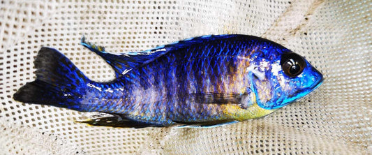 Electric Blue "Big Bar" Peacock #9 WYSIWYG Exclusive! - Paradise Tropicals LLC