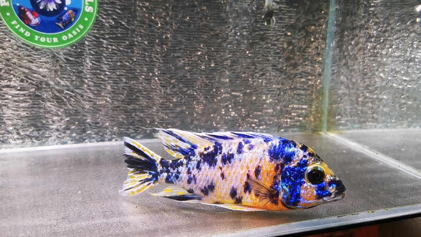 Fancy OB Peacock Male #3 WYSIWYG - Paradise Tropicals LLC