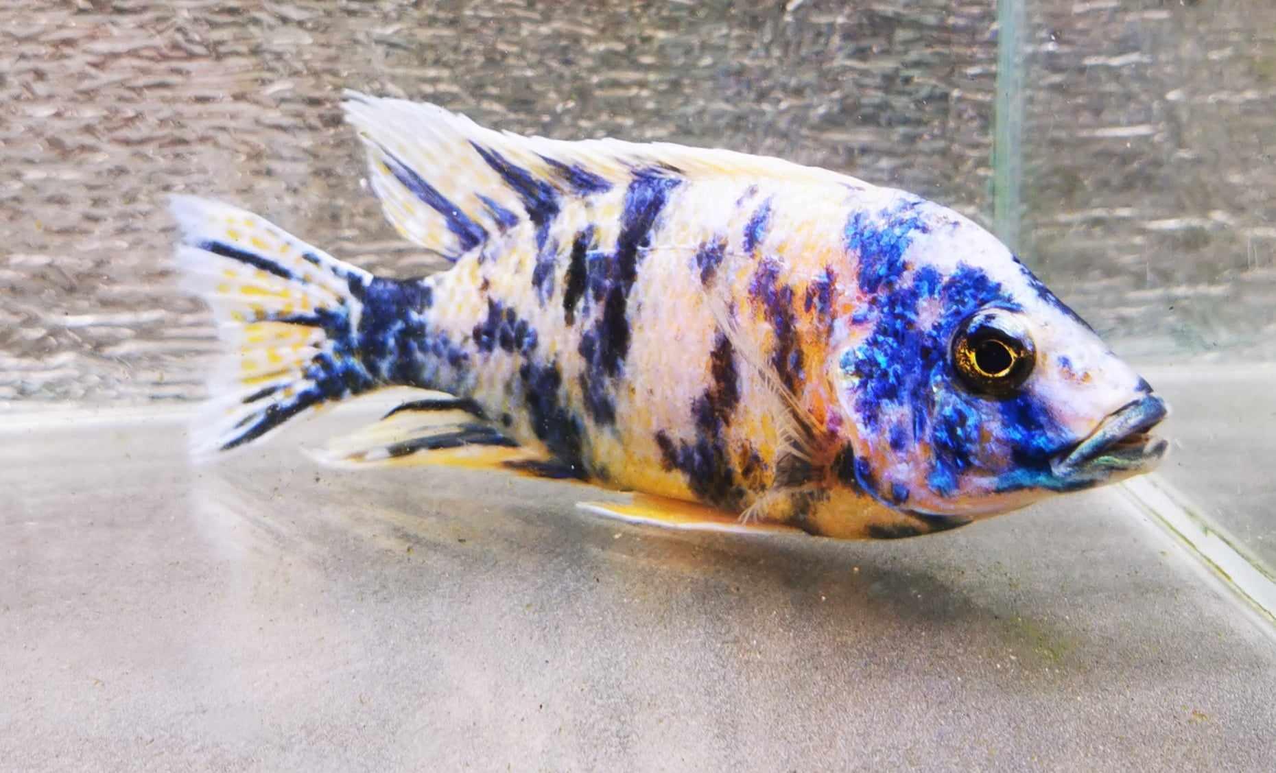 Fancy OB Peacock Male #4 WYSIWYG - Paradise Tropicals LLC