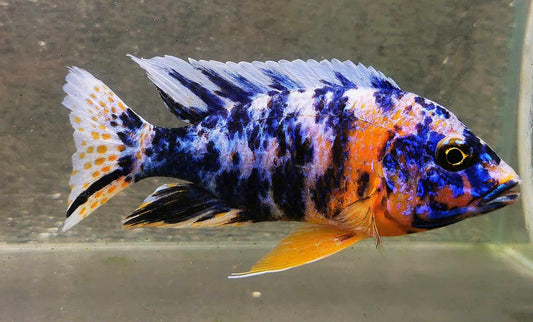 Fancy OB Peacock Male #5 WYSIWYG - Paradise Tropicals LLC