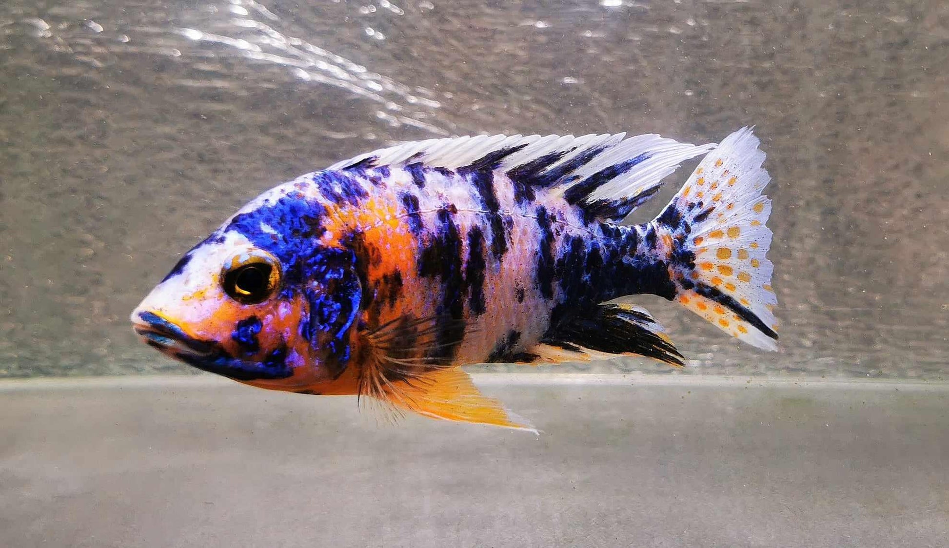 Fancy OB Peacock Male #5 WYSIWYG - Paradise Tropicals LLC