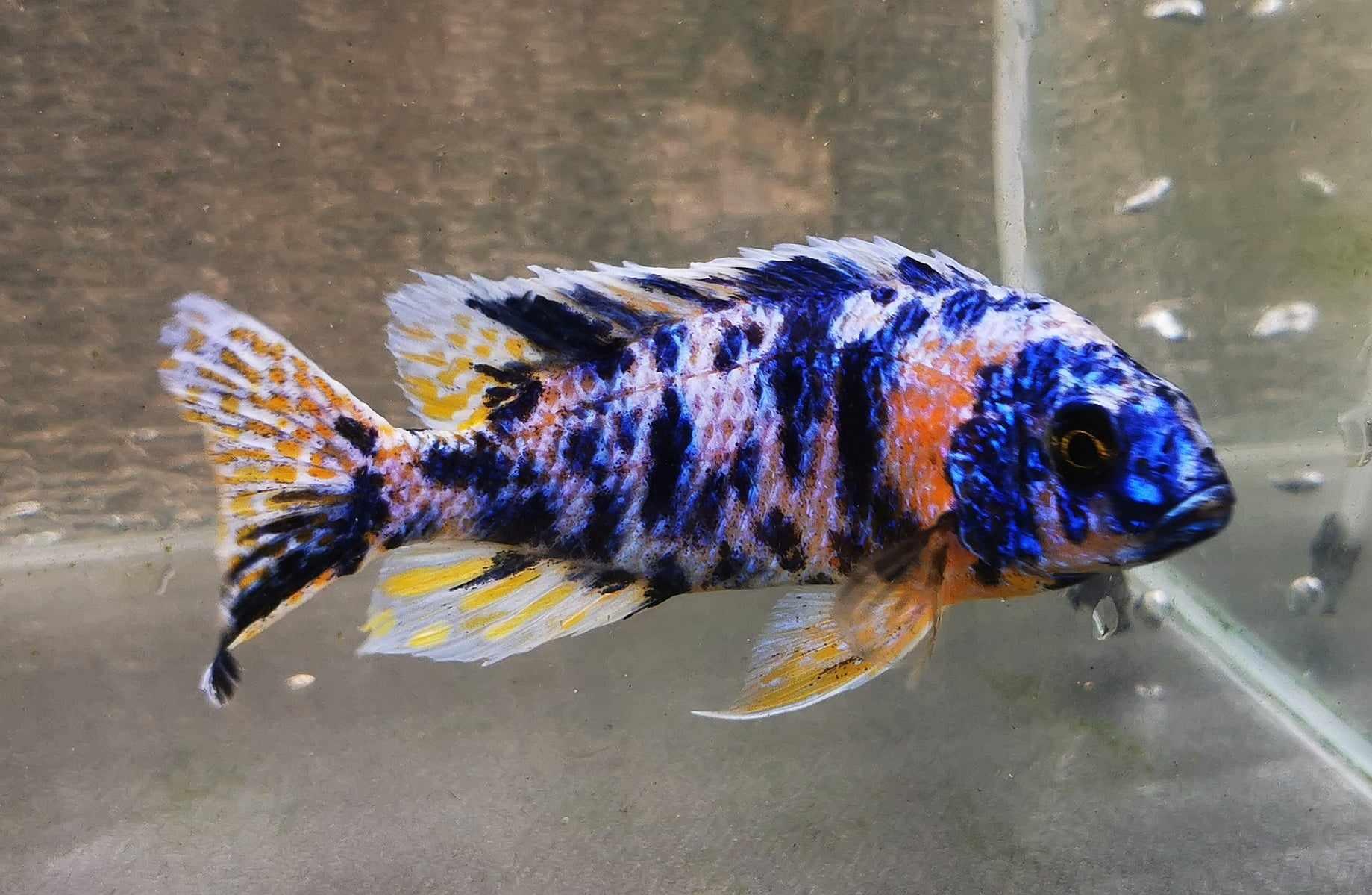 Fancy OB Peacock Male #6 WYSIWYG - Paradise Tropicals LLC