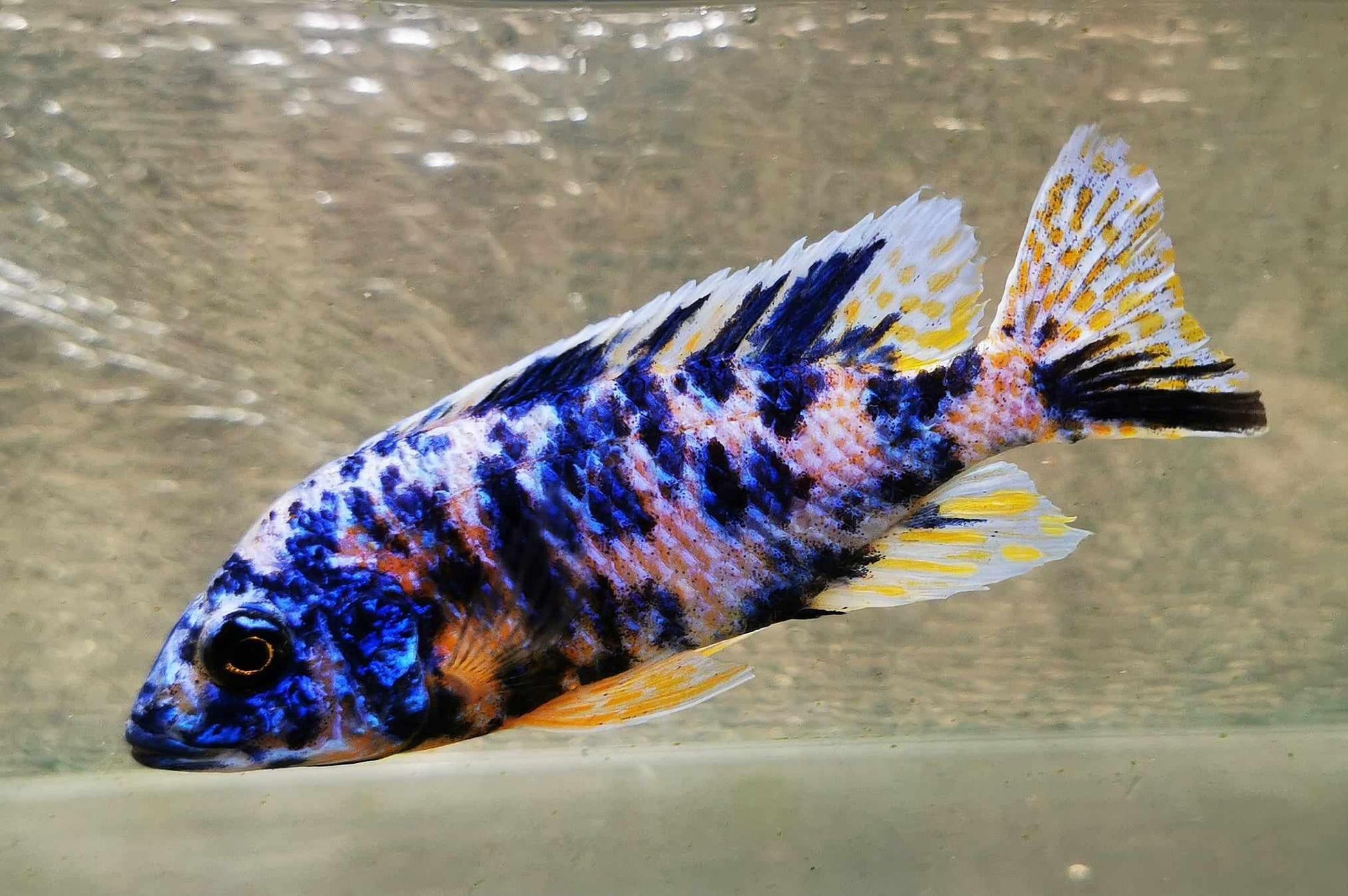 Fancy OB Peacock Male #6 WYSIWYG - Paradise Tropicals LLC