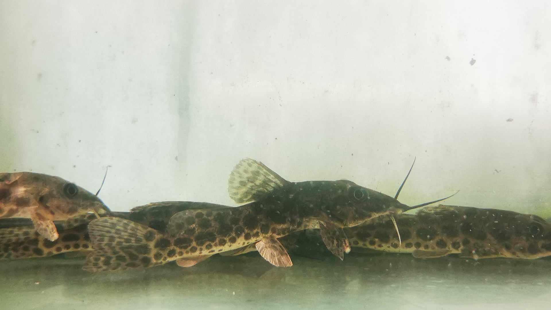 Giraffe Catfish - Paradise Tropicals LLC